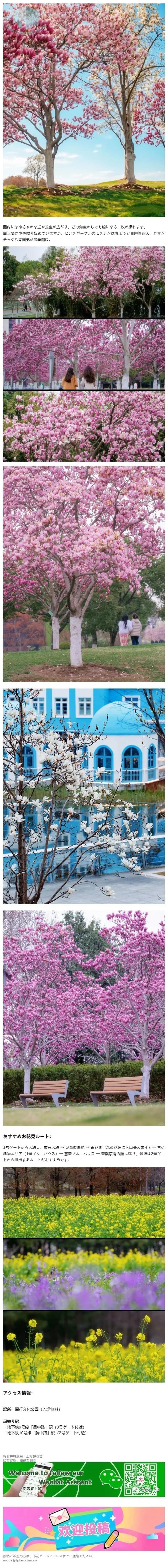 実写レポート:上海で最も華やかな無料公園、白とピンクのモクレンが夢のよう!